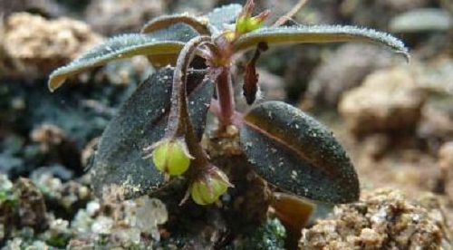 spigelia genuflexa