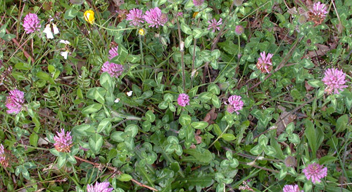 trifolium-pratense