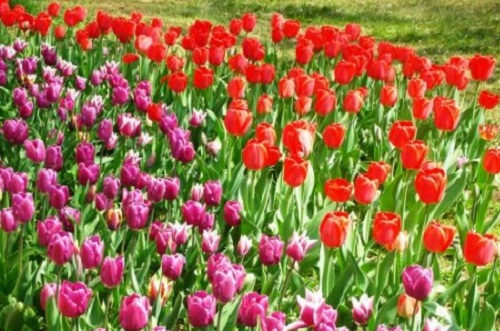 Settembre, bulbose da mettere a dimora: il tulipano