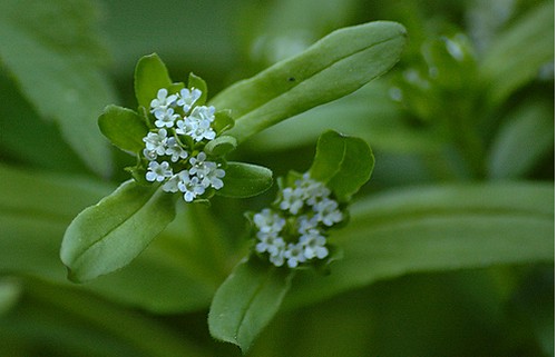 valerianella