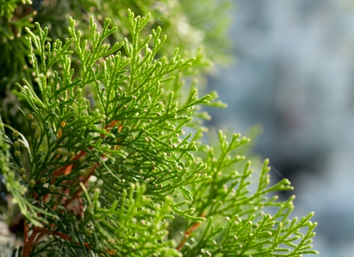 thuja