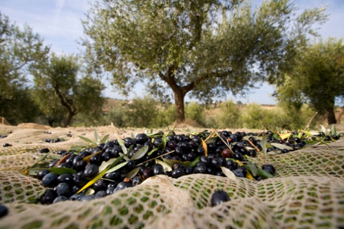 Raccolta delle olive