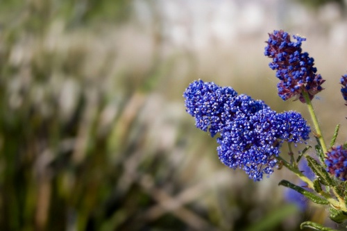 Ceanothus