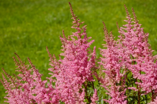 astilbe