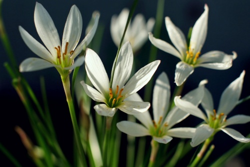 Zephyranthes