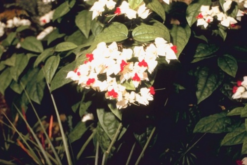 clerodendro