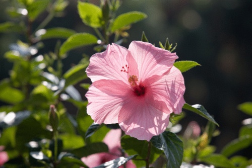 hibiscus