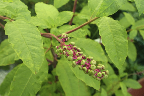 Phytolacca