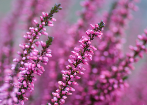 Heather in pink