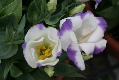 eustoma