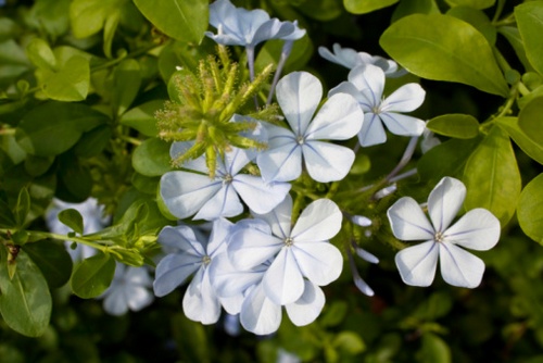 plumbago