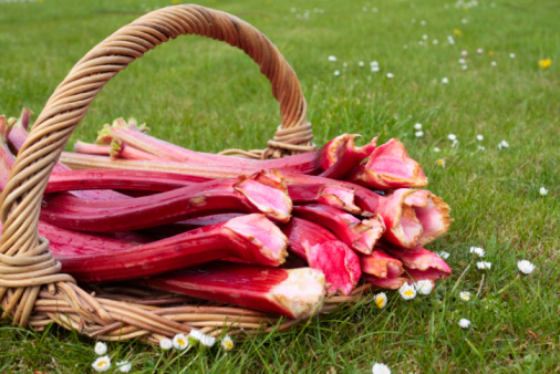 Fresh rhubarb shoots