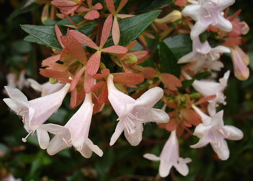 abelia