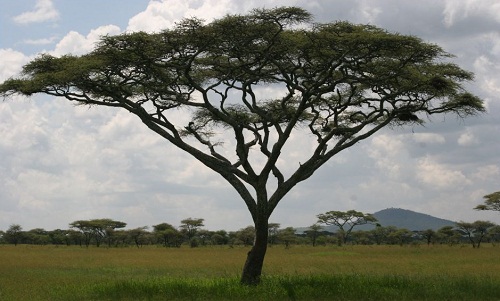 acacia