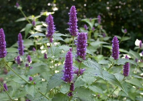 agastache