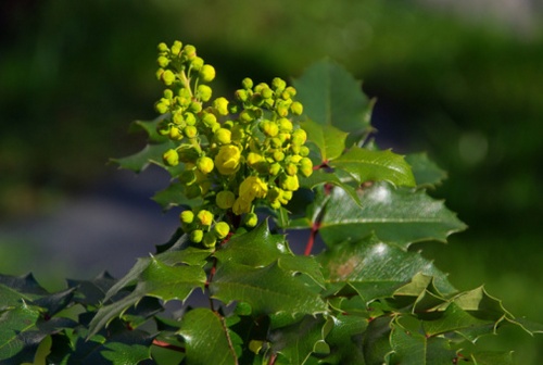 berberis