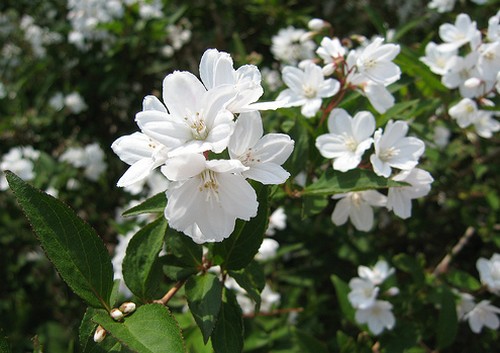 deutzia