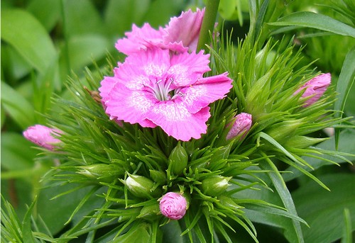 dianthus babratus