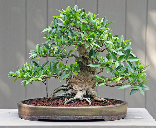 Ficus ginseng bonsai