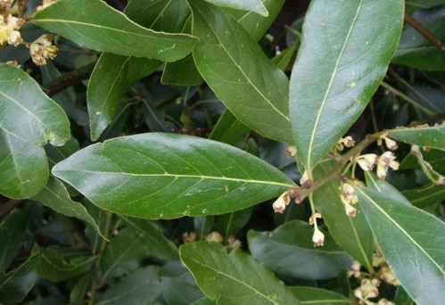 laurus nobilis