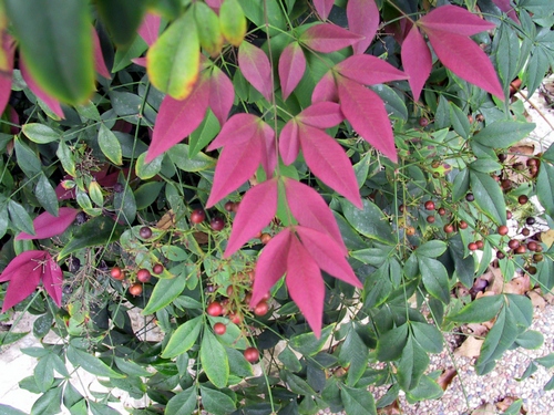 nandina