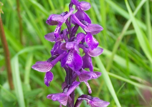 L'orchidea Orchys morio
