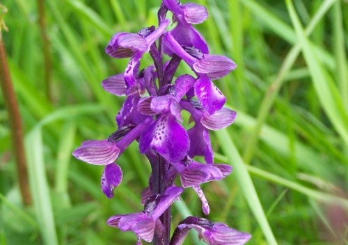 orchidea Orchys morio