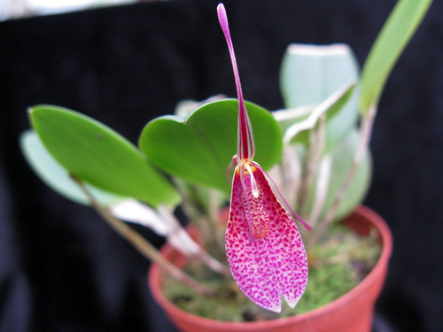 orchidea Restrepia