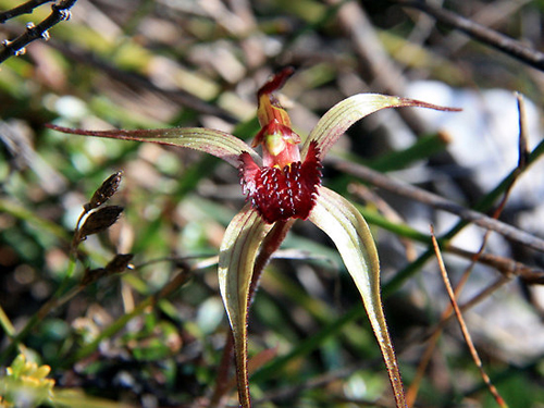 orchidea caladenia