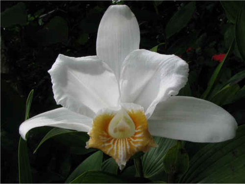 L'orchidea Sobralia 