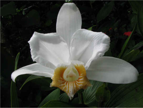 orchidea sobralia