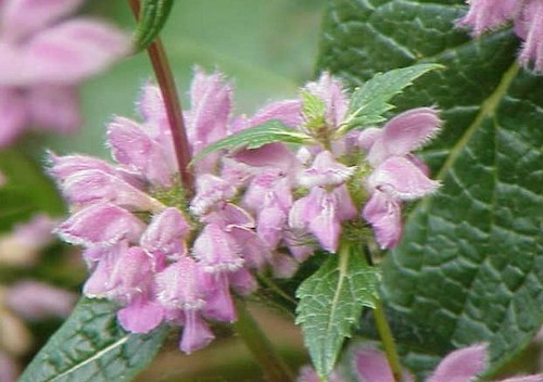 phlomis