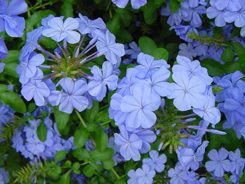 plumbago