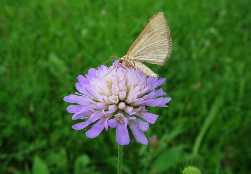 scabiosa