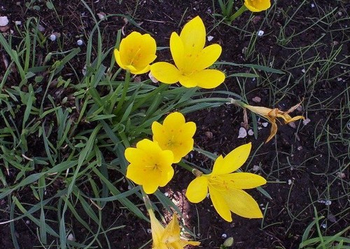 sternbergia