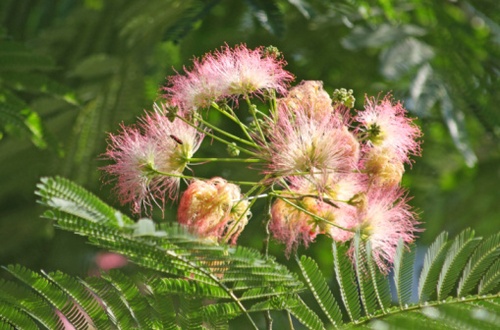 albizia