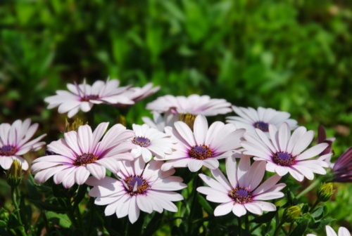 cineraria