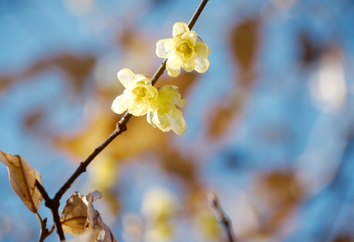 Calicanto, fioritura invernale