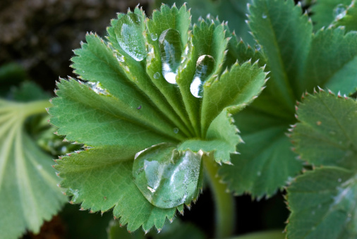 alchemilla