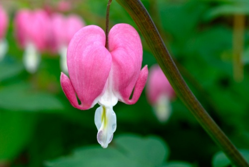 dicentra