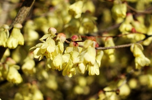 Corylopsis