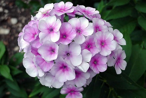 Flox o Phlox