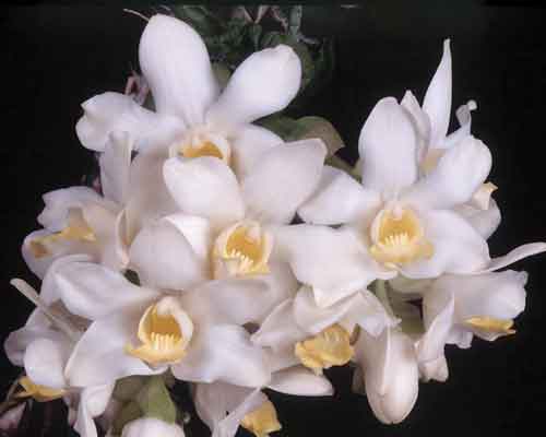 L'orchidea Chysis