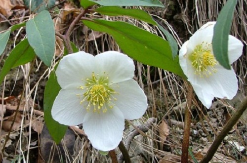 Rosa-di-Natale