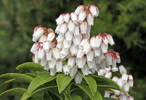 asebo_pieris japonica