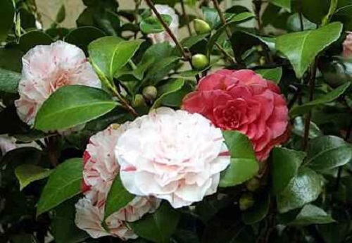 camelia