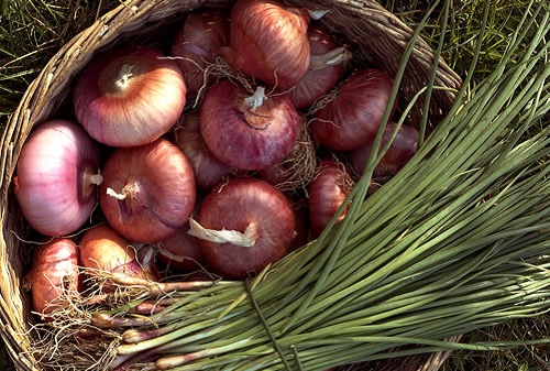 Cosa piantare a novembre: aglio e cipolla