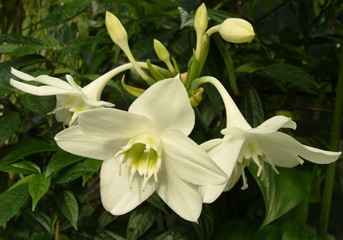 eucharis