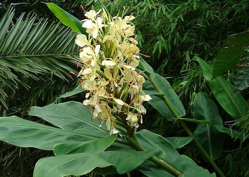 hedychium