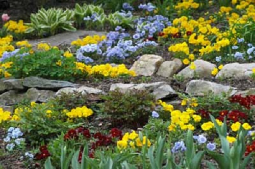 Lavori di novembre: sistemare il giardino roccioso per linverno ... Piante perenni per giardino roccioso